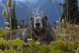 marmotta val di fassa